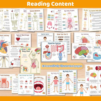 Interactive Anatomy Busy Book