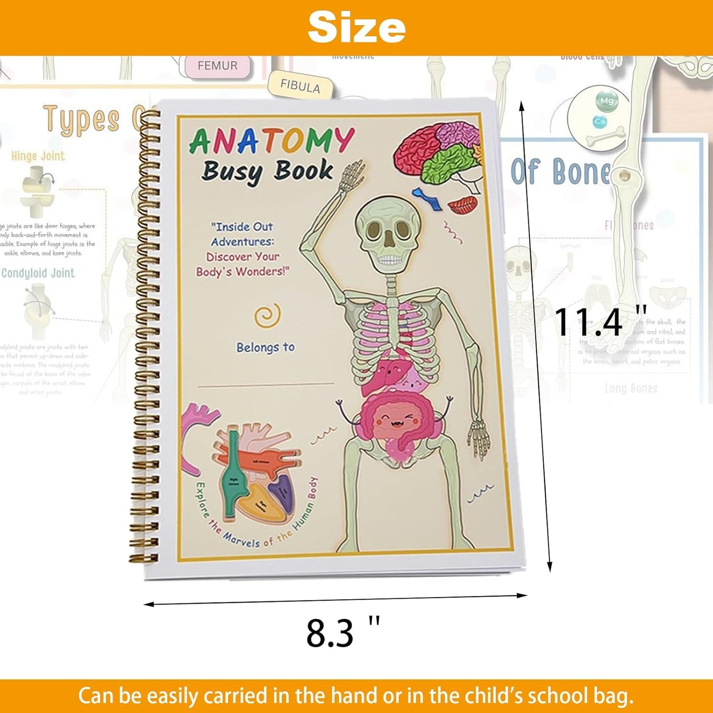 Interactive Anatomy Busy Book